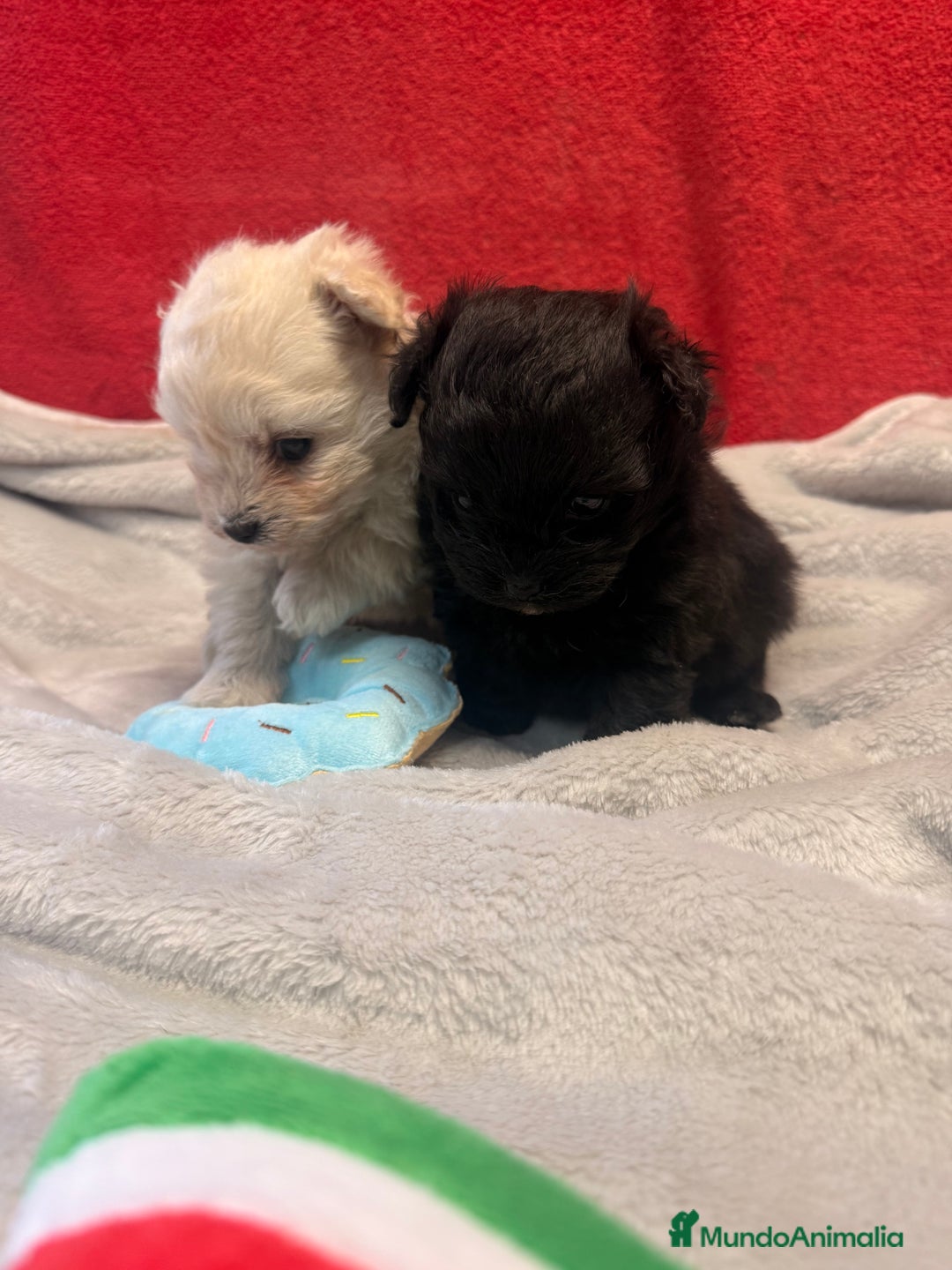 Raza Mixta perros en venta: Pomapoo Hembrita negra!!  - Imagen 5