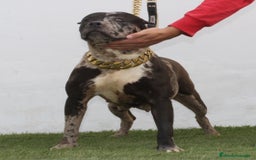 American Pit Bull Terrier perros en venta: American pitbull terrier mejor criadero de España  - Imagen 5