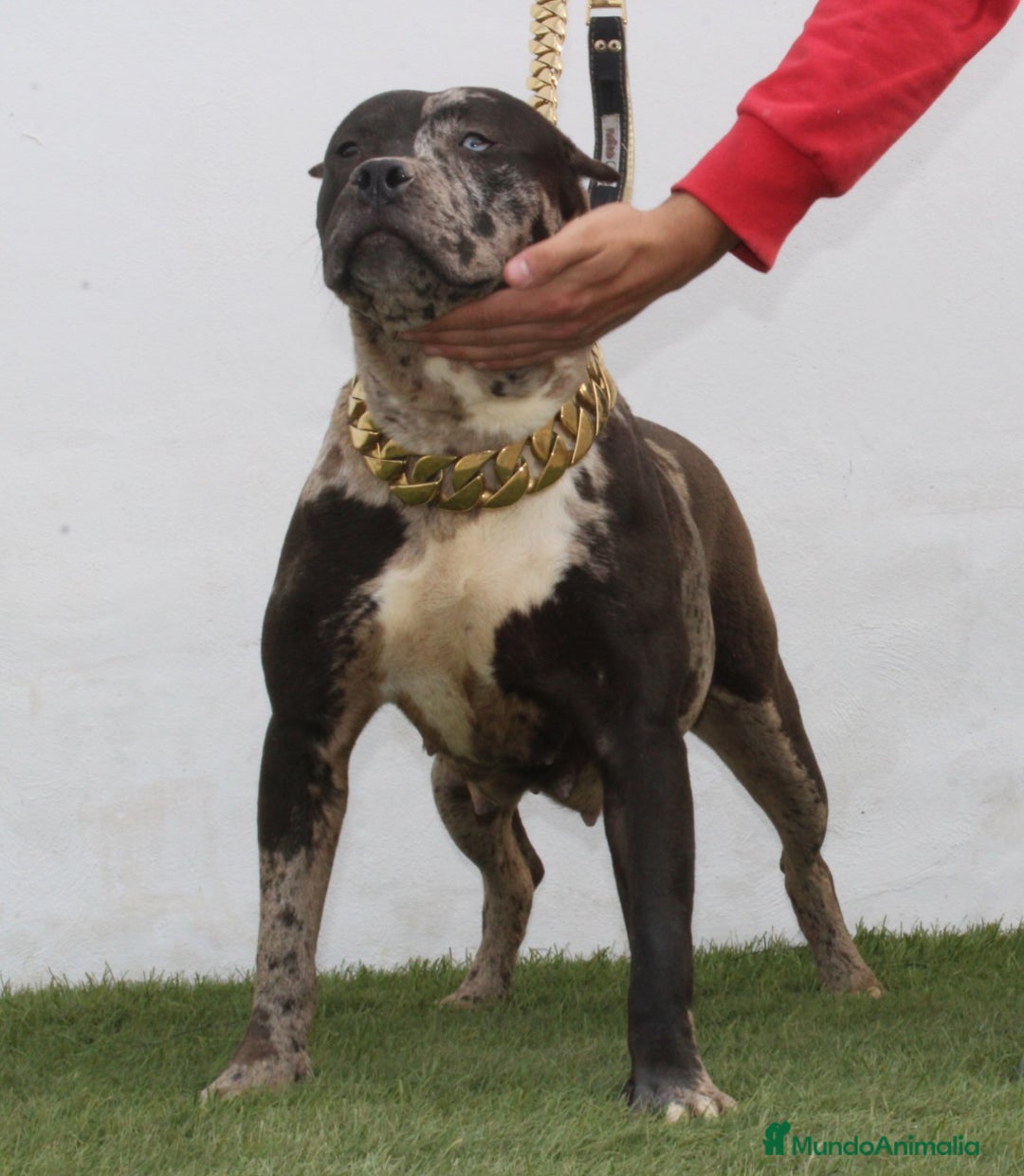 American Pit Bull Terrier perros en venta: American pitbull terrier mejor criadero de España  - Imagen 5