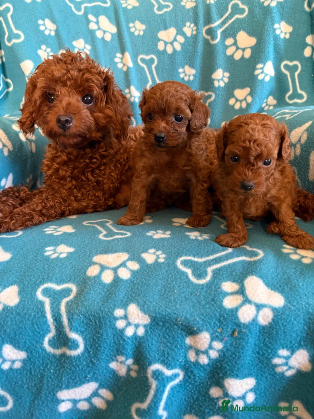 Caniche Toy perros en venta: Caniches Toy  - Anuncio 1