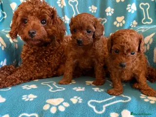 Caniche Toy perros Caniches Toy - Anuncio 2