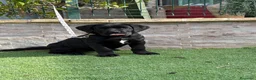 Cane Corso perros en venta: Cachorra cane corso  - Anuncio 7