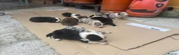 Border Collie perros en venta: Cachorros Border colie  - Anuncio 4