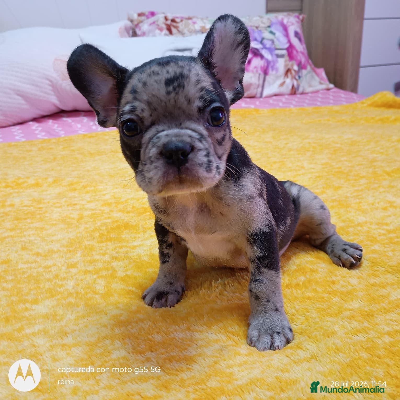 Bulldog Francés perros Bulldog francés merles🐶🐾 - Anuncio 3