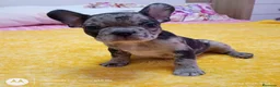 Bulldog Francés perros en venta: Bulldog francés merles🐶🐾 en Málaga - Anuncio 1