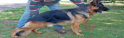 Pastor Alemán perros en venta: Pastores alemanes  - Anuncio 2