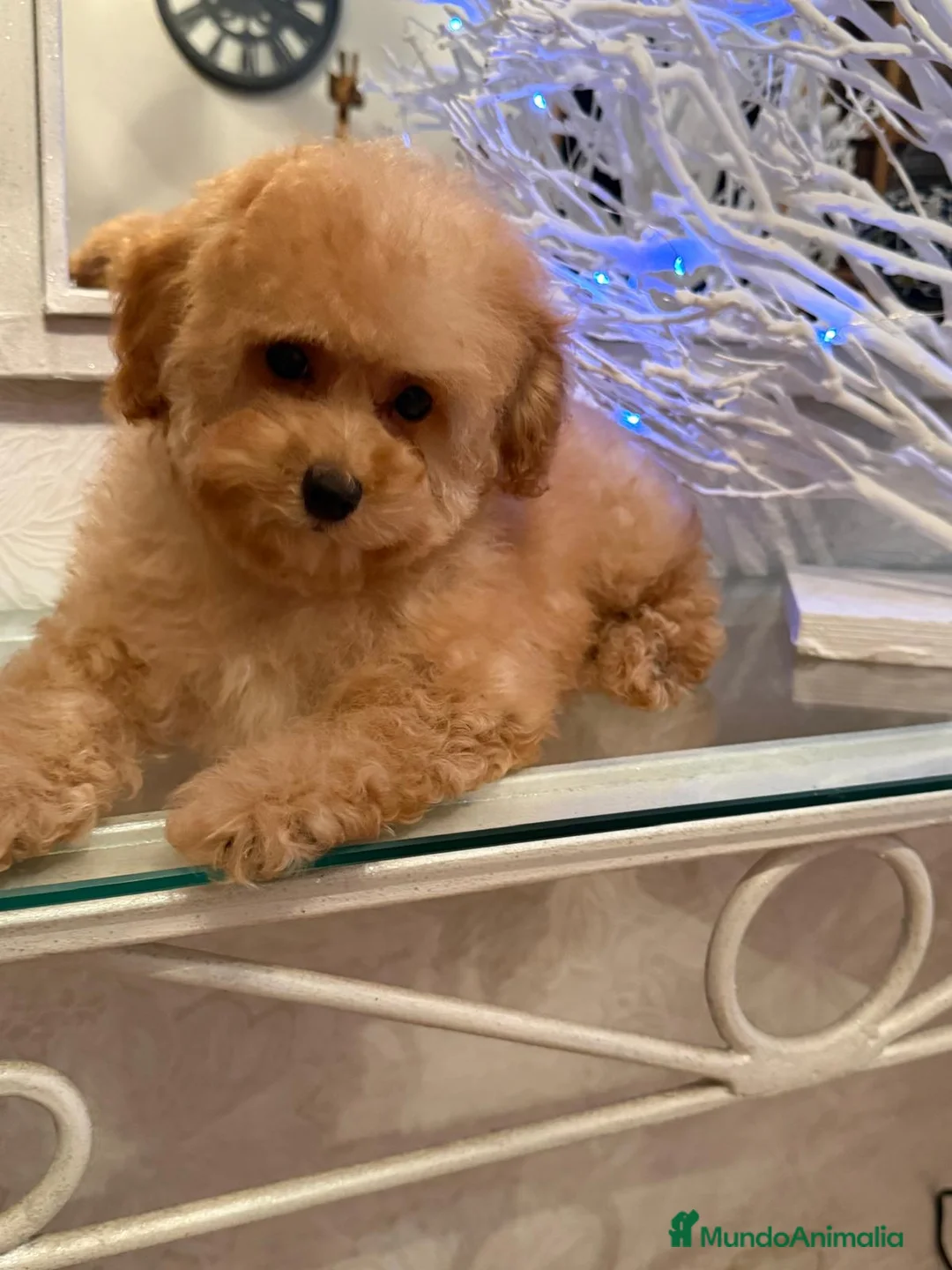 Caniche Toy perros en venta: Caniche toy apricot lista para entregar!! - Anuncio 3