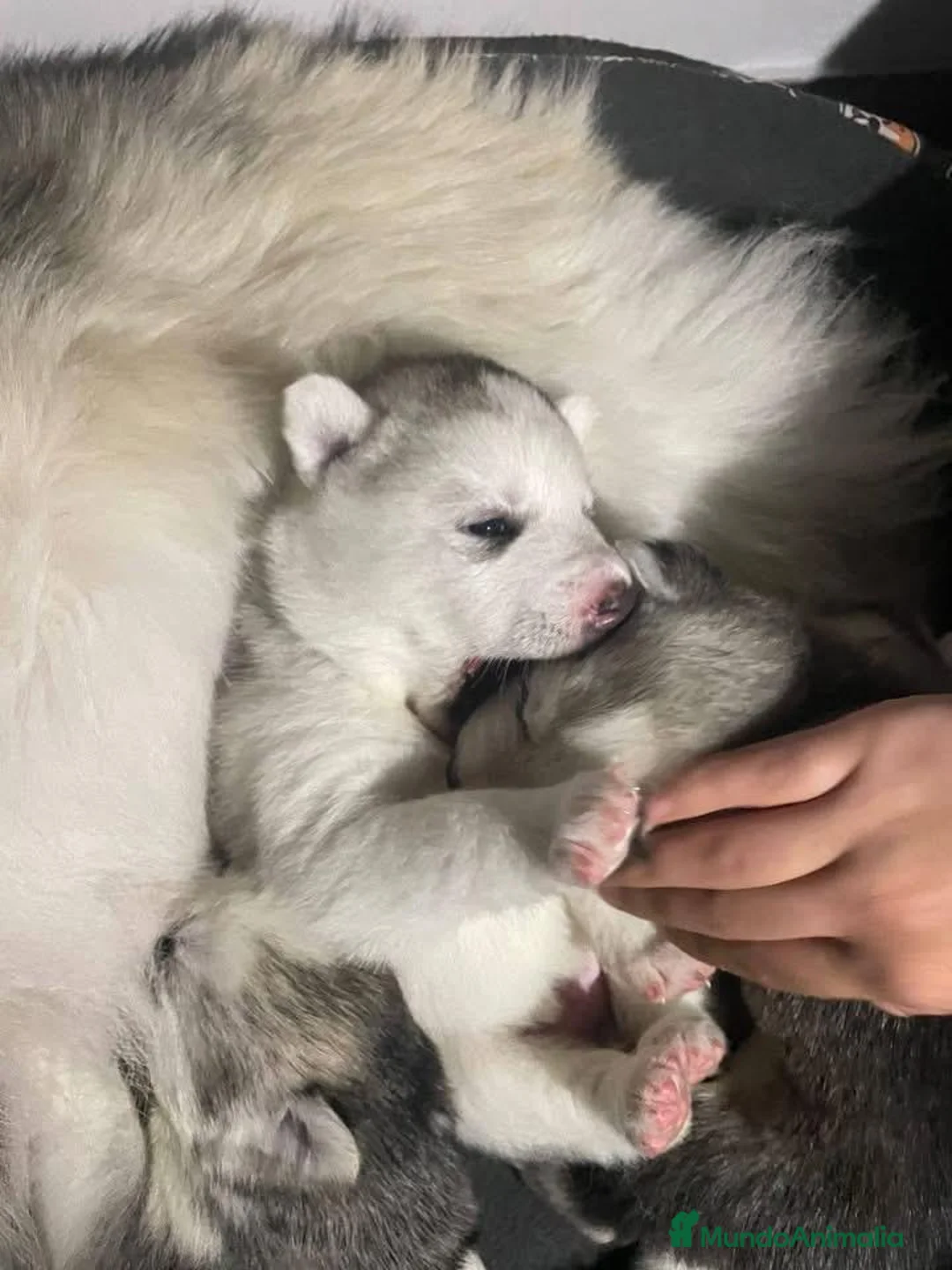 Husky Siberiano perros en venta: Cachorro husky disponible!! - Anuncio 3