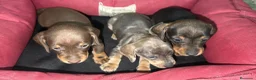 Teckel perros en venta: Teckel Machos y hembras de calidad  - Anuncio 2