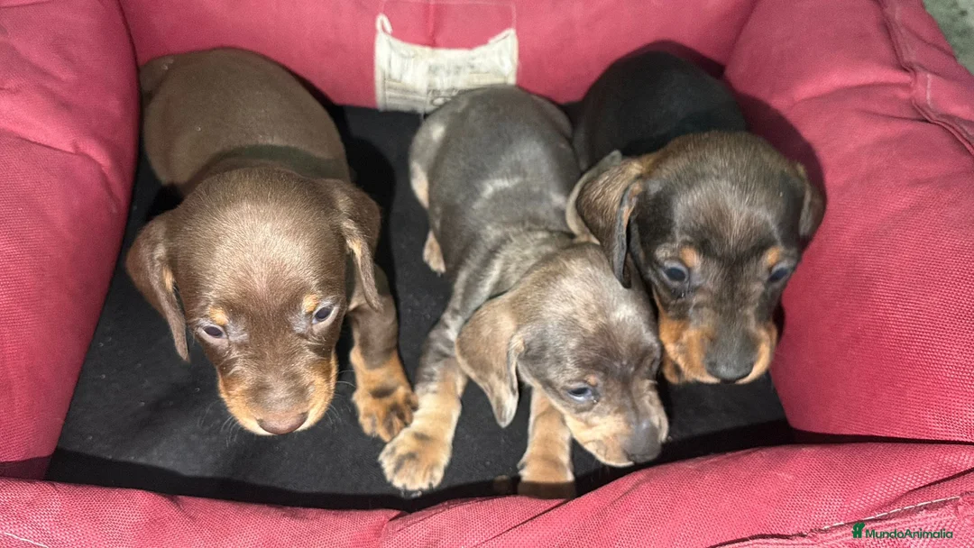Teckel perros en venta: Teckel Machos y hembras de calidad  - Anuncio 2