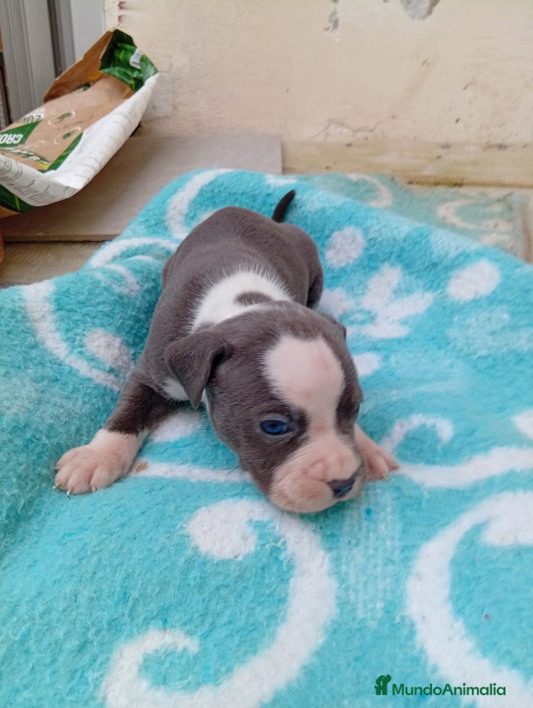 American Staffordshire-Terrier perros en venta: American estanford  - Anuncio 6