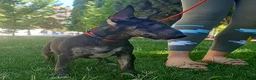 Bull Terrier perros en venta: Vegabulls De Las Morenas - Anuncio 7