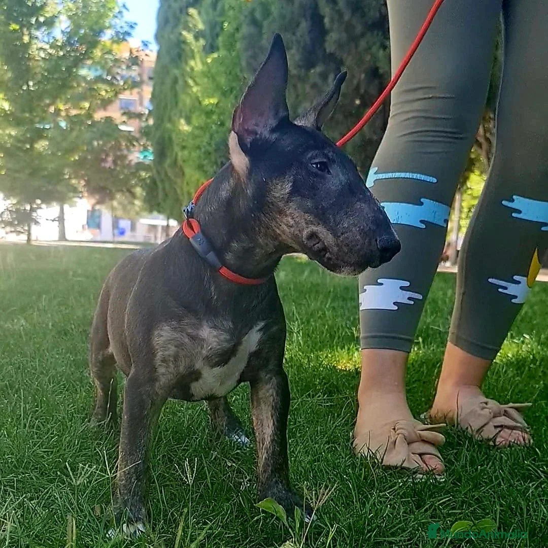 Bull Terrier perros en venta: Vegabulls De Las Morenas - Anuncio 7
