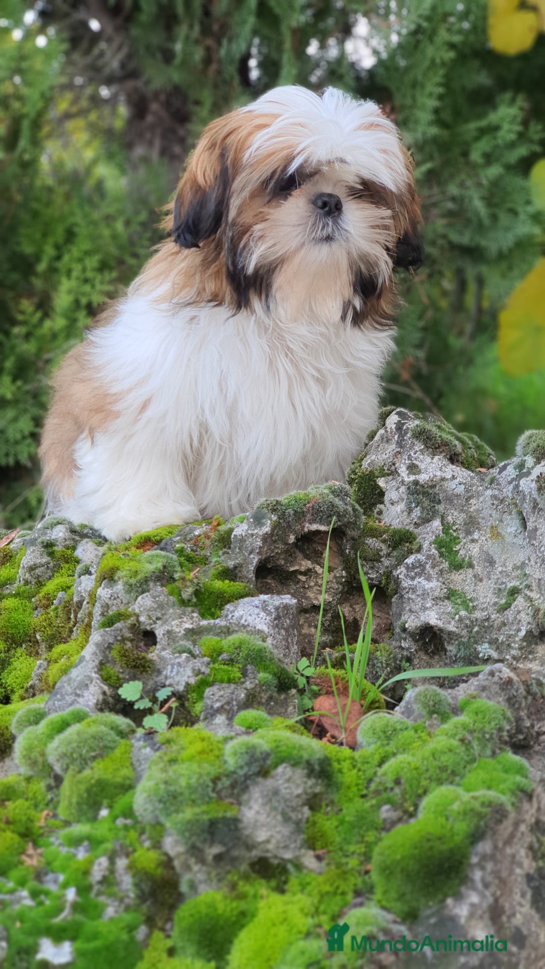 Shih Tzu perros en venta: Shit tzu de 5 meses disponible!! - Imagen 10