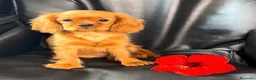 Cavalier King Charles Spaniel perros en venta: Ruby/Rubi Cavalier King Charles Spaniel  - Anuncio 6