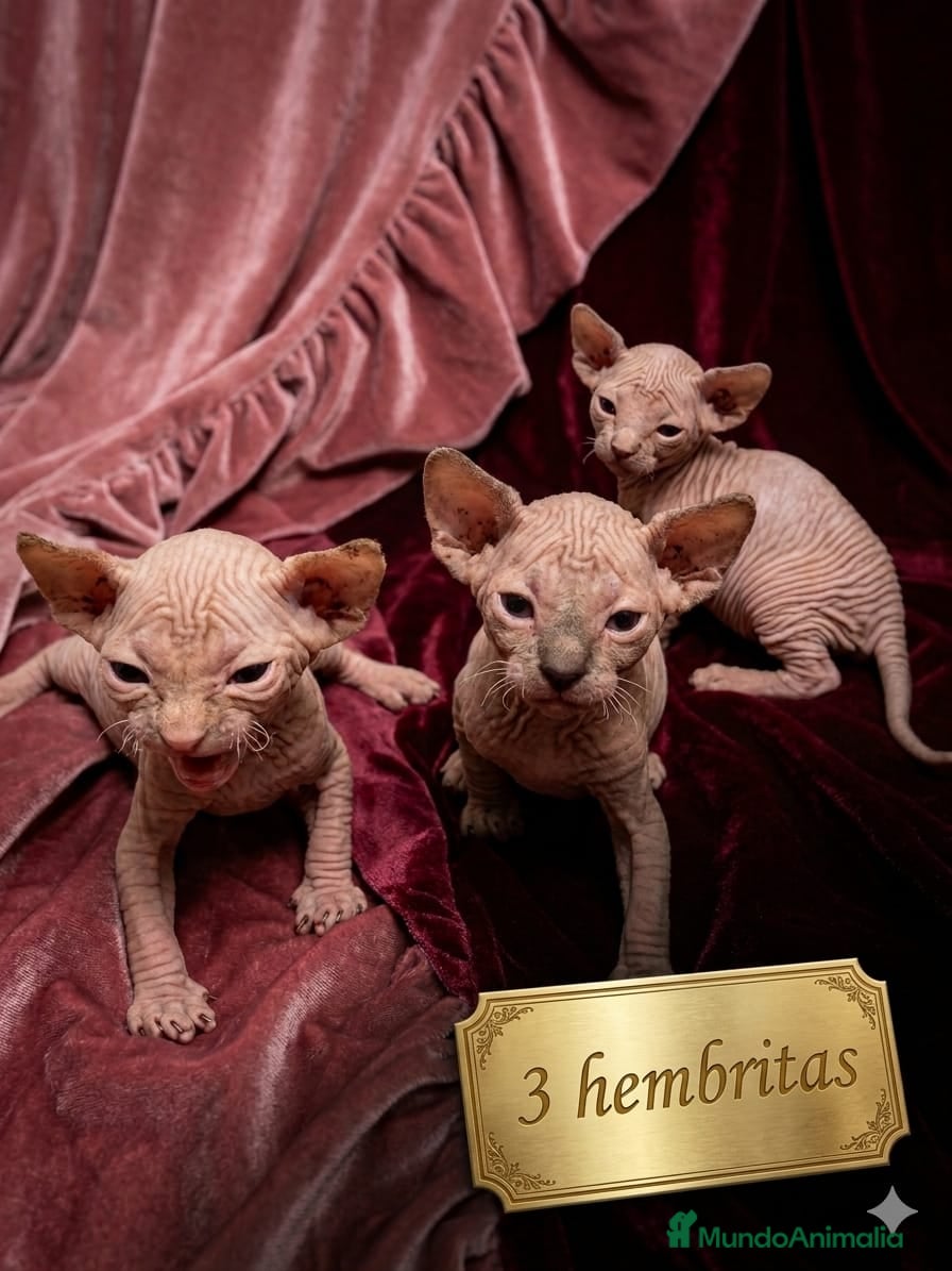 Sphynx gatos Preciosa camada de SPHYNX 💖  - Anuncio 1