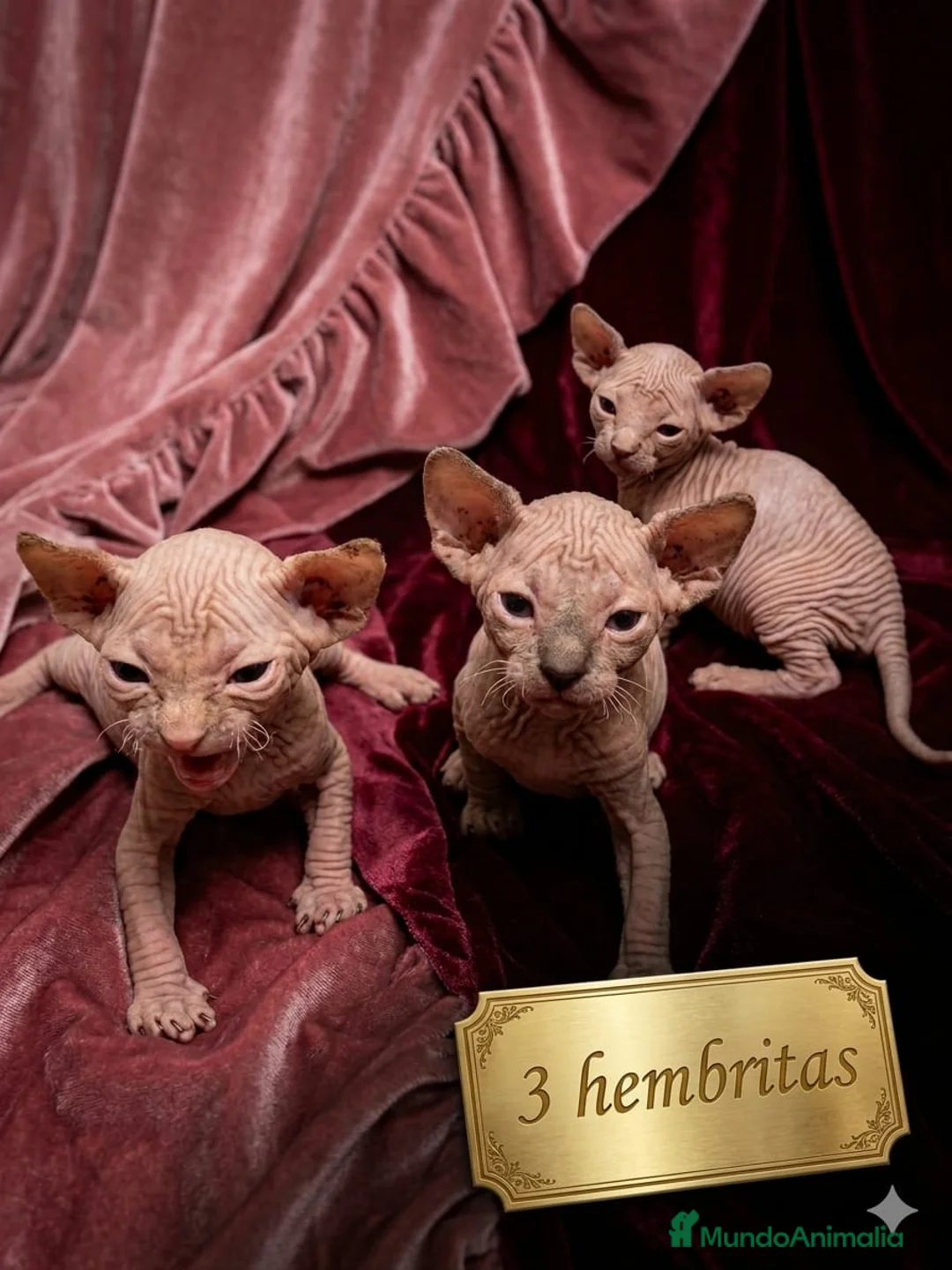 Sphynx gatos en venta: Preciosa camada de SPHYNX 💖  - Anuncio 1