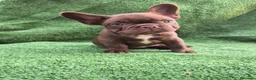 Bulldog Francés perros en venta: Machito - Anuncio 2