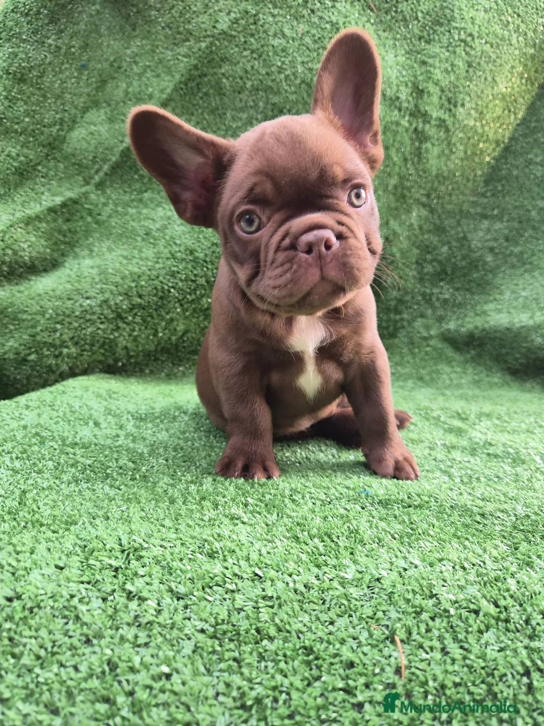 Bulldog Francés perros en venta: Machito - Anuncio 2