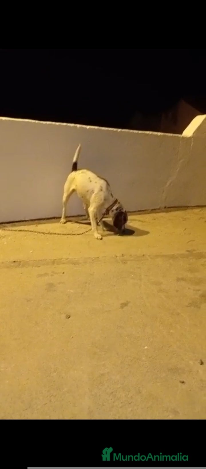 Beagle perros Beagle  - Anuncio 1