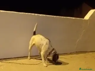 Beagle perros Beagle - Anuncio 1