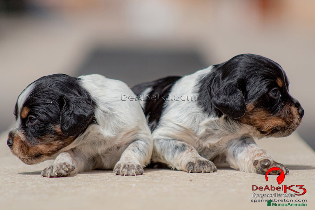 Épagneul Breton perros en venta: DeAbelK3-Epagneul Bretón - www.spanielsbreton.com en Albacete - Imagen 3