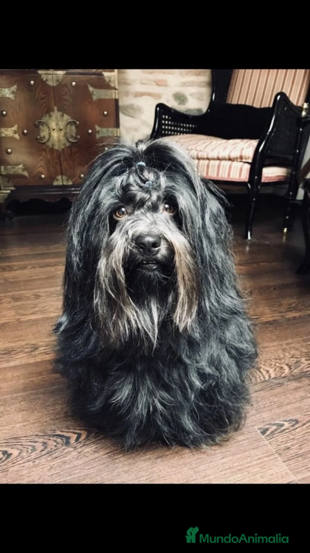 Imagen de galería {{count}}