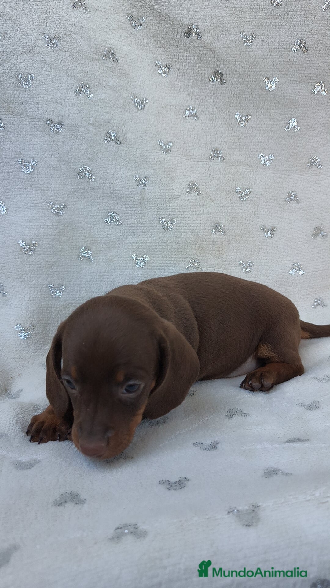 Teckel Miniatura perros en venta: Teckel chocolate kanichen hembra  - Imagen 7