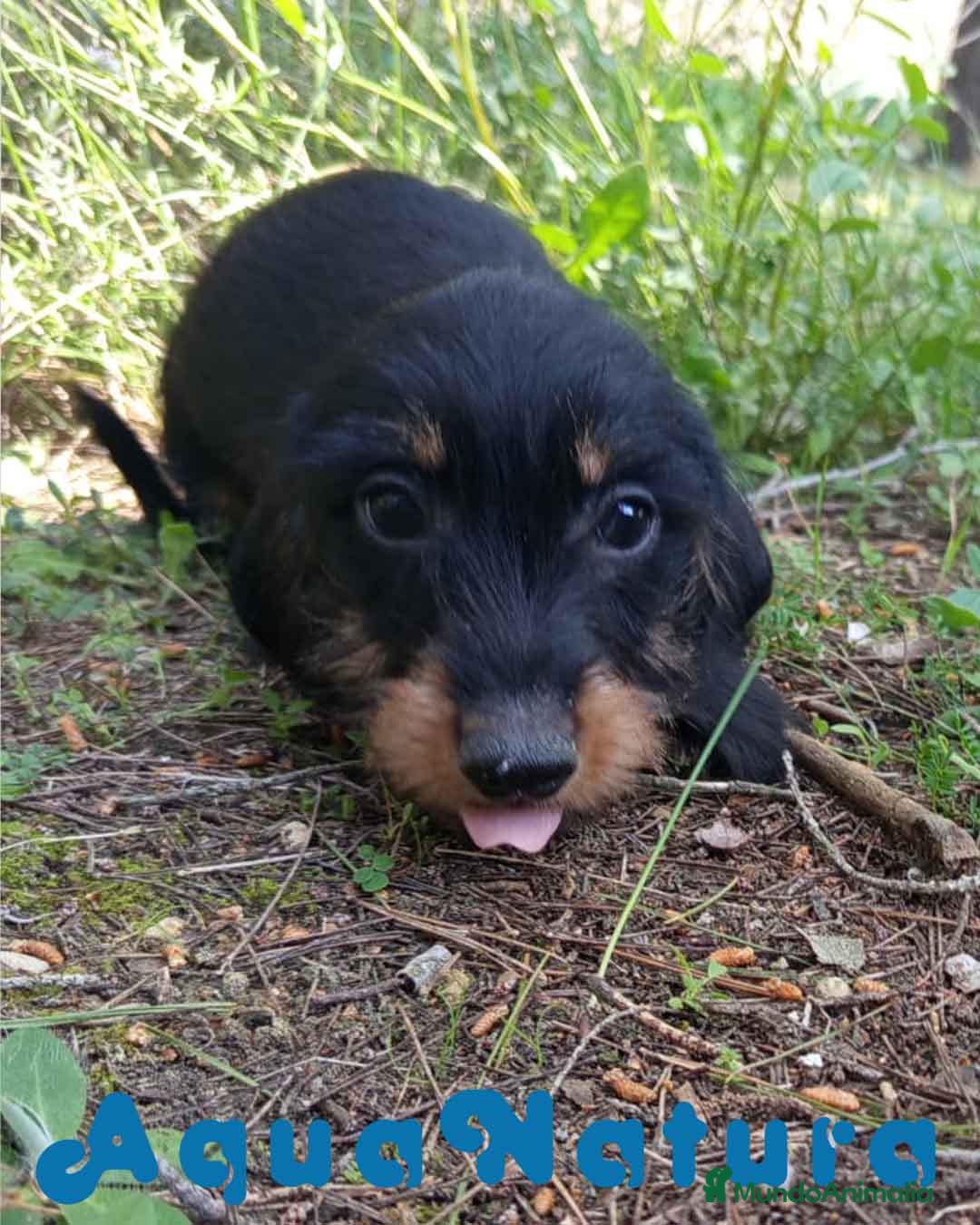 Teckel perros Teckel Macho Pelo Largo 2019 AQUANATURA - Anuncio 1