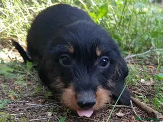 Teckel perros Teckel Macho Pelo Largo 2019 AQUANATURA - Anuncio 1