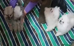 Pomerania perros en venta: PRECIOSAS HEMBRITAS POMERANIAS - Imagen 4
