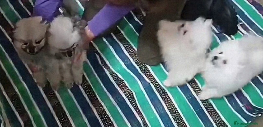 Pomerania perros en venta: PRECIOSAS HEMBRITAS POMERANIAS - Imagen 4