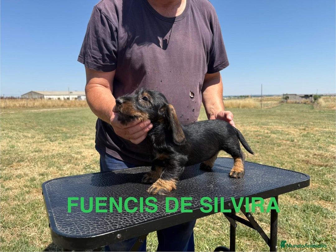 Teckel Miniatura perros en venta: Camada de Teckel - Imagen 6