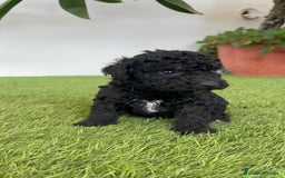Perro de Agua Español perros en venta: PERRO DE AGUA ESPAÑOL HEMBRA - Imagen 17