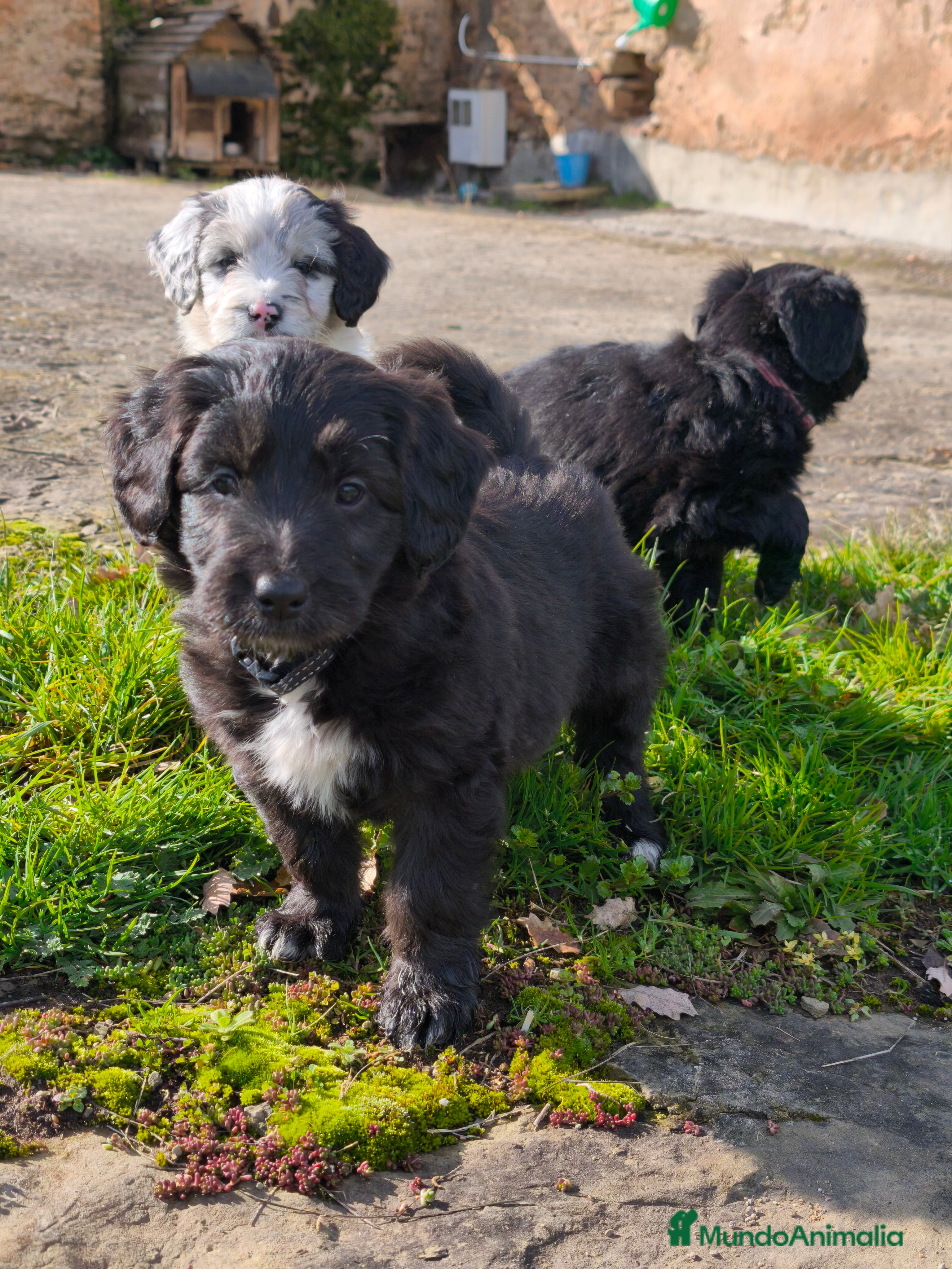 Raza Mixta perros Cachorros bordoodle/borderpoo! - Anuncio 27
