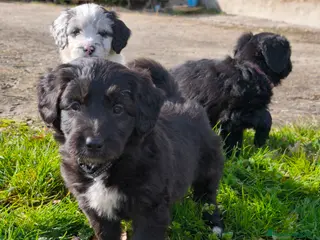 Raza Mixta perros Cachorros bordoodle/borderpoo! - Anuncio 27
