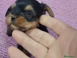 Yorkshire Terrier perros Preciosos Yorkshire disponibles para entregar - Anuncio 1
