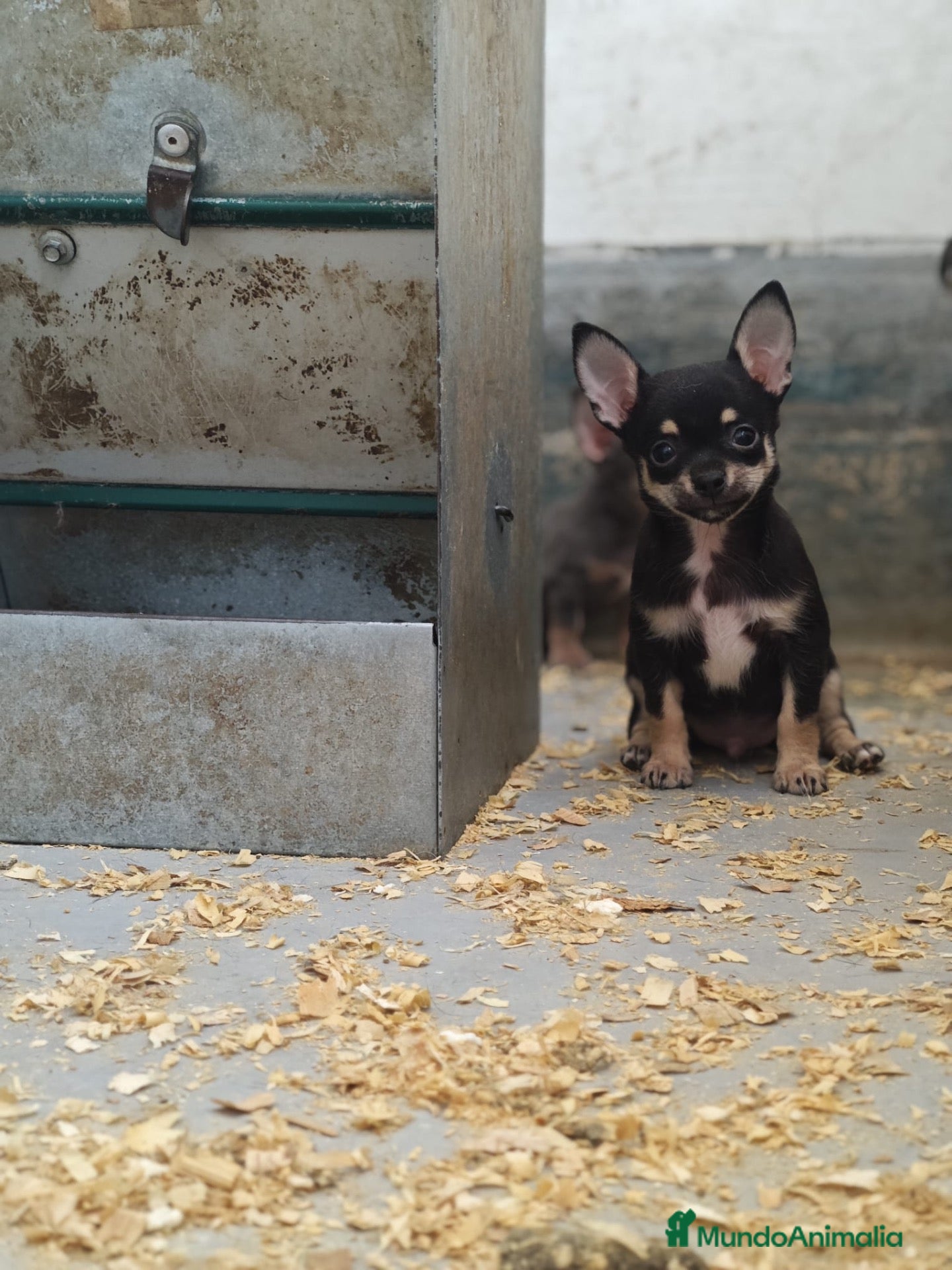 Chihuahua perros Cachorros Chihuahua - Anuncio 2