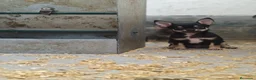 Chihuahua perros en venta: Cachorros Chihuahua - Anuncio 1