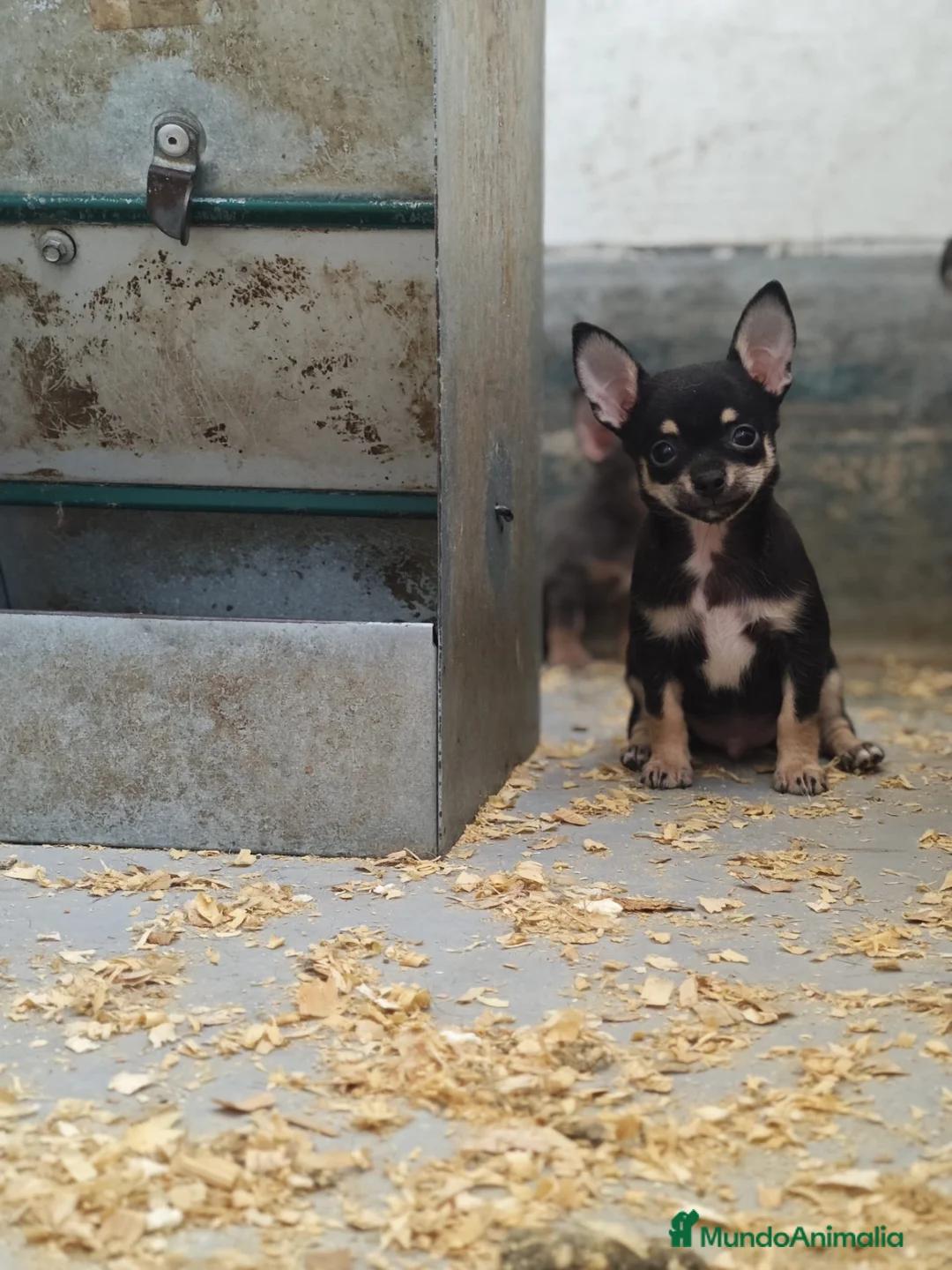Chihuahua perros en venta: Cachorros Chihuahua - Anuncio 1