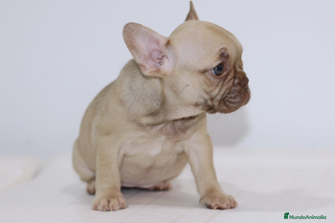 Bulldog Francés perros en venta: BULLDOG FRANCÉS CACHORROS EXCELENTES !! - Anuncio 6