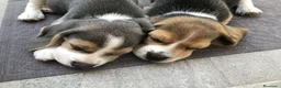 Beagle perros en venta: Camada de Beagle disponible para visitas 🐾🐶 - Anuncio 3