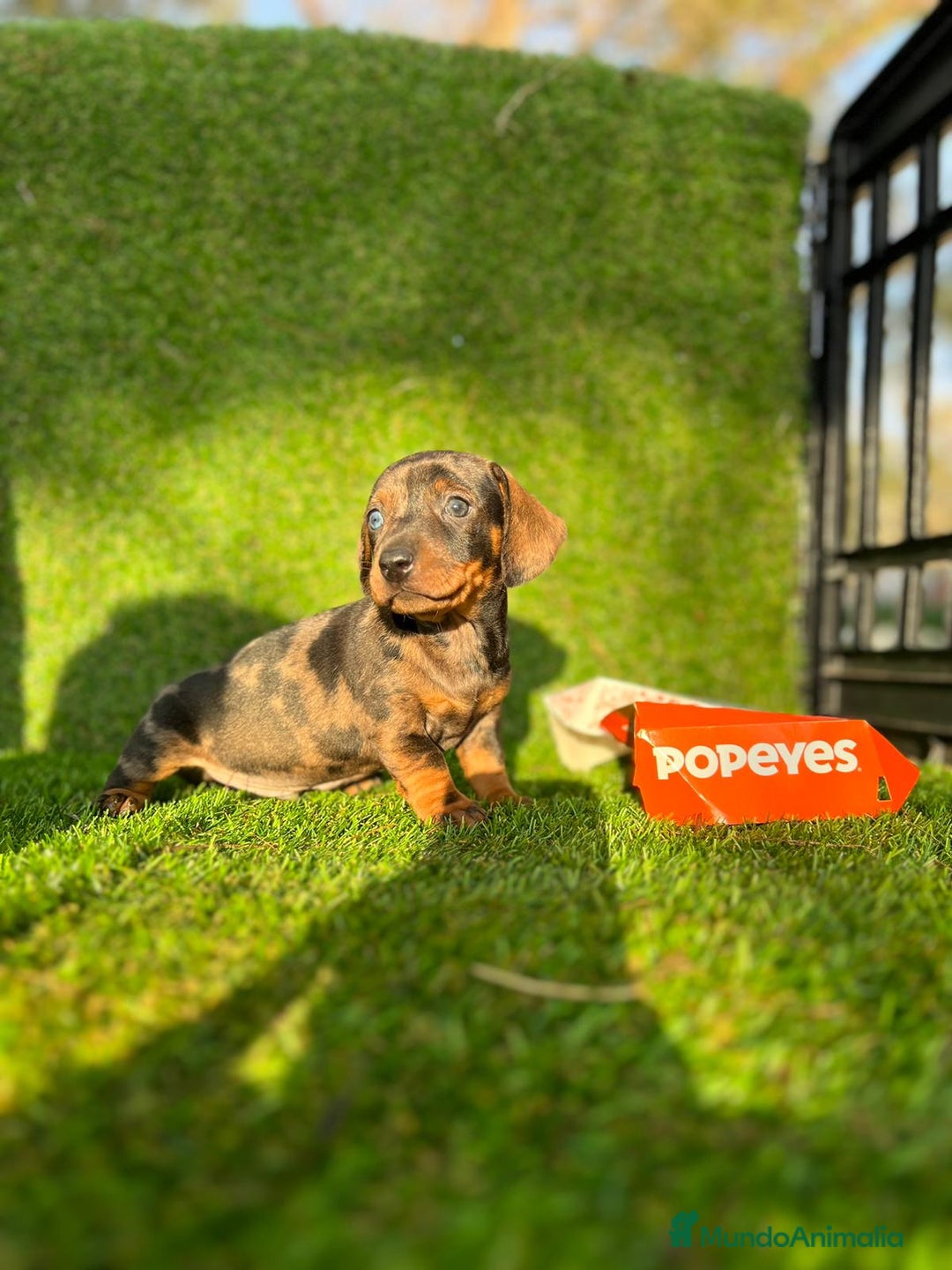 Teckel Miniatura perros en venta: Teckel cachorros miniatura  - Imagen 2
