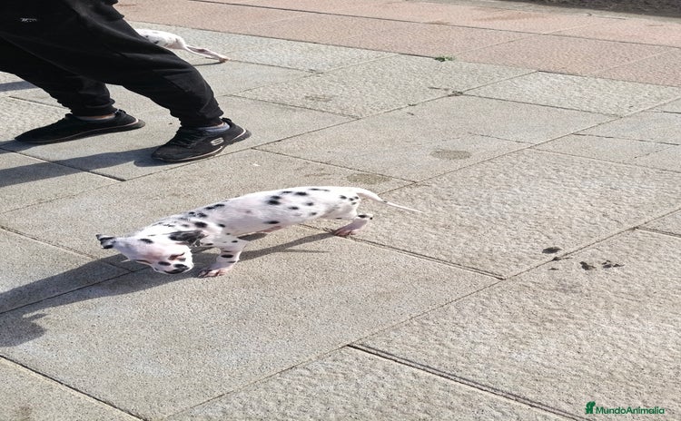 Dálmata perros Dalmata  - Anuncio 1