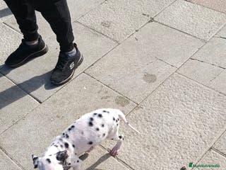 Dálmata perros Dalmata - Anuncio 3