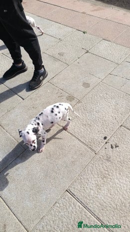 Dálmata perros Dalmata - Anuncio 2