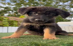 Pastor Alemán perros en venta: PASTOR ALEMAN HEMBRA - Imagen 18