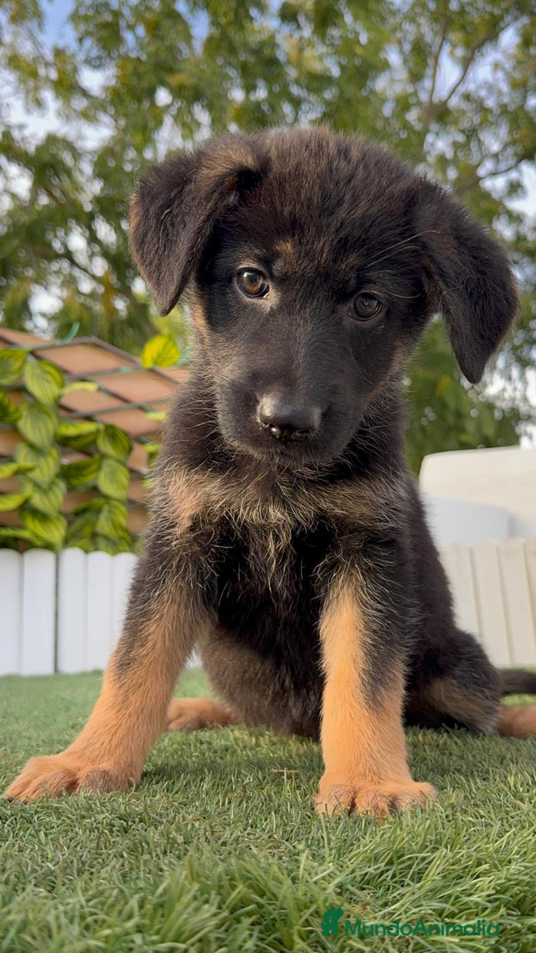 Pastor Alemán perros en venta: PASTOR ALEMAN HEMBRA - Imagen 18