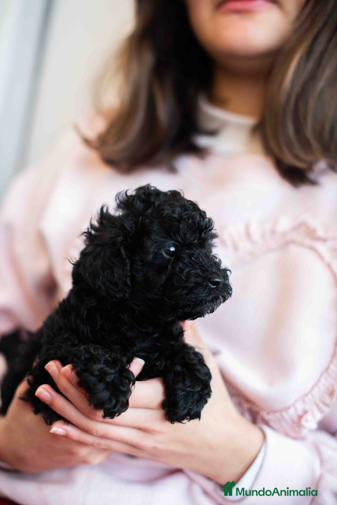 Caniche Toy perros en venta: Caniches negros - Anuncio 10