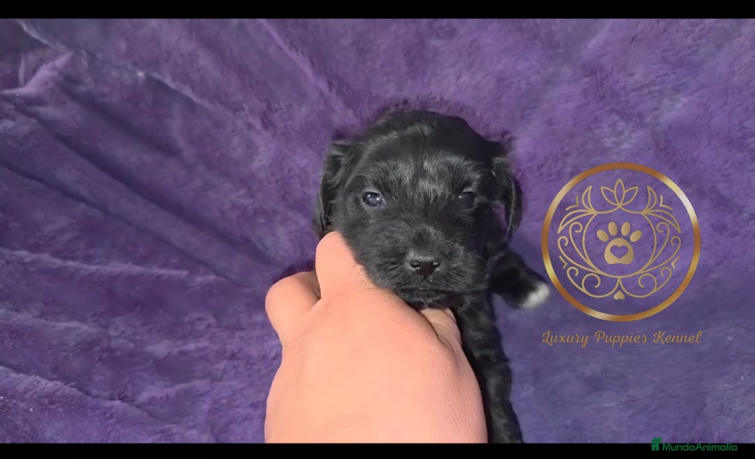 Maltipoo perros en venta: Maltipoo minis  - Imagen 3